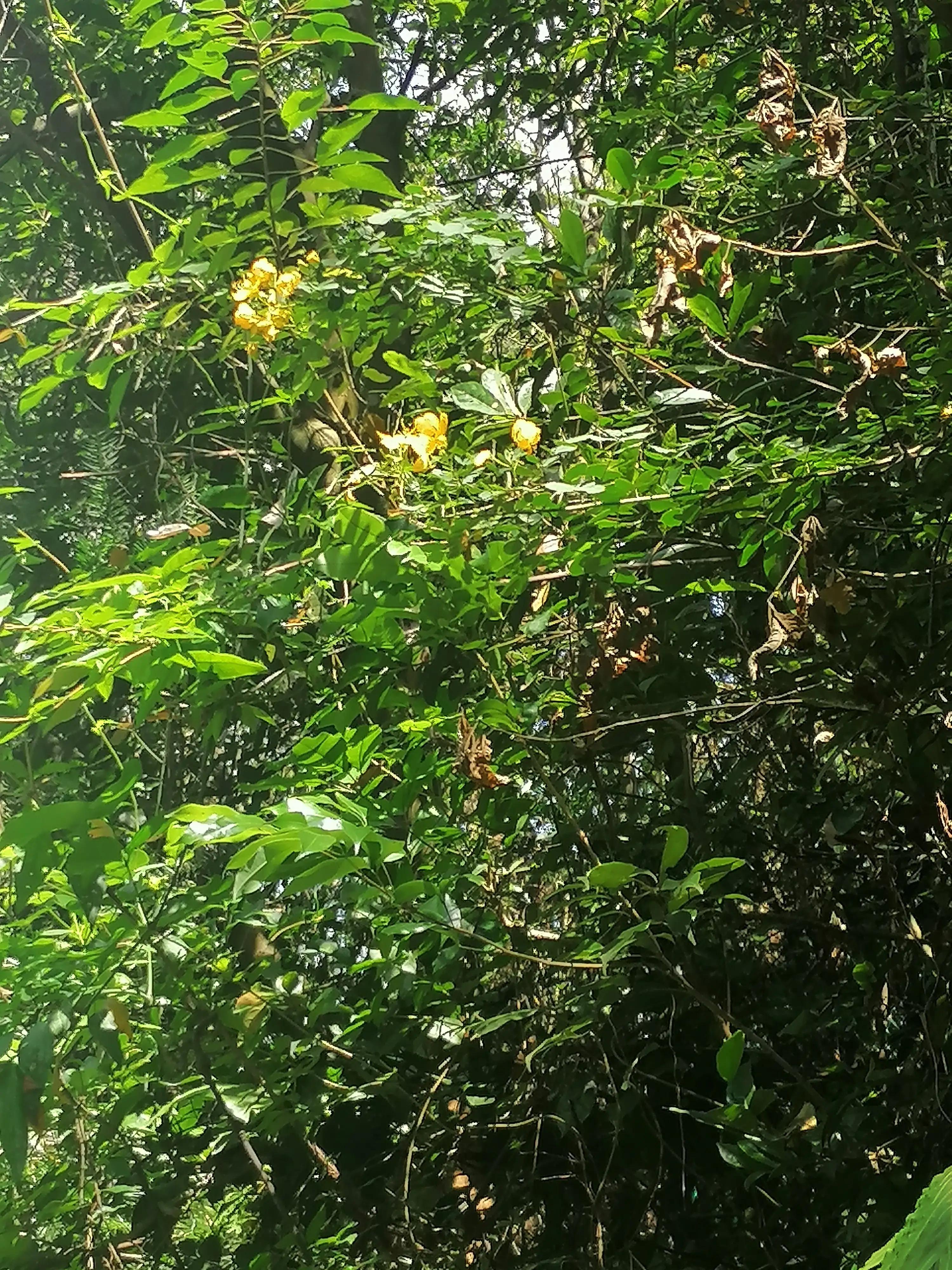 深圳龙华绿道风景区,深圳大浪绿道全景图