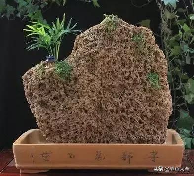 上水石盆景摆放位置,上水石假山盆景怎么养