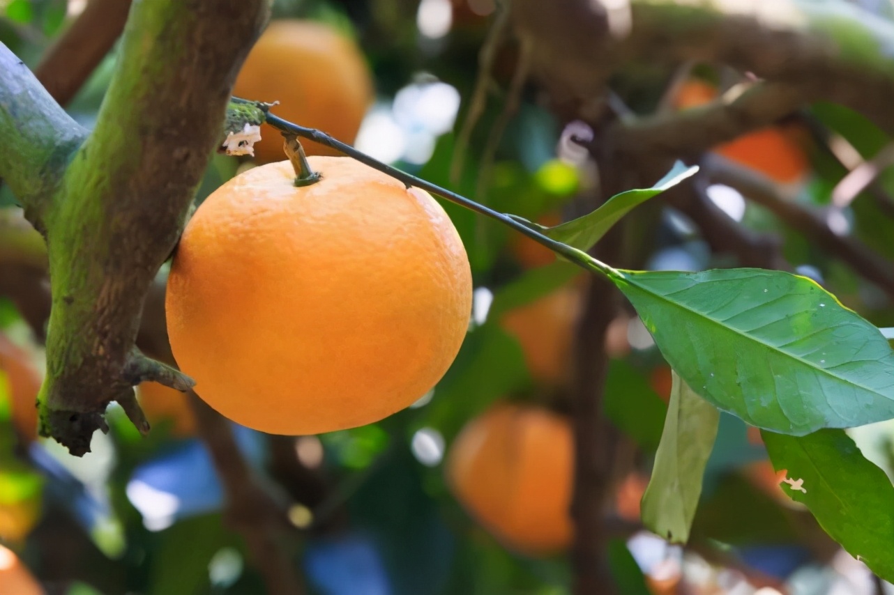 麻阳冰糖橙现摘现发,橙子采摘季麻阳冰糖橙
