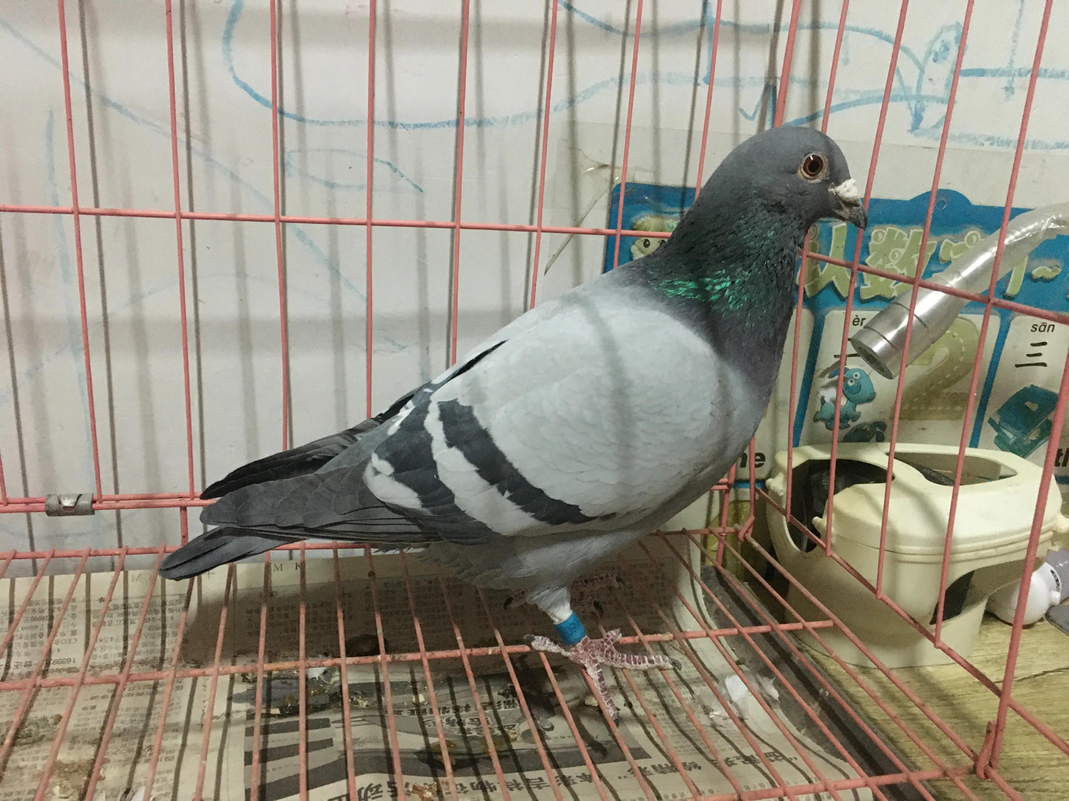 2021年公棚迟归鸽多少钱一只,公棚迟归鸽怎么配