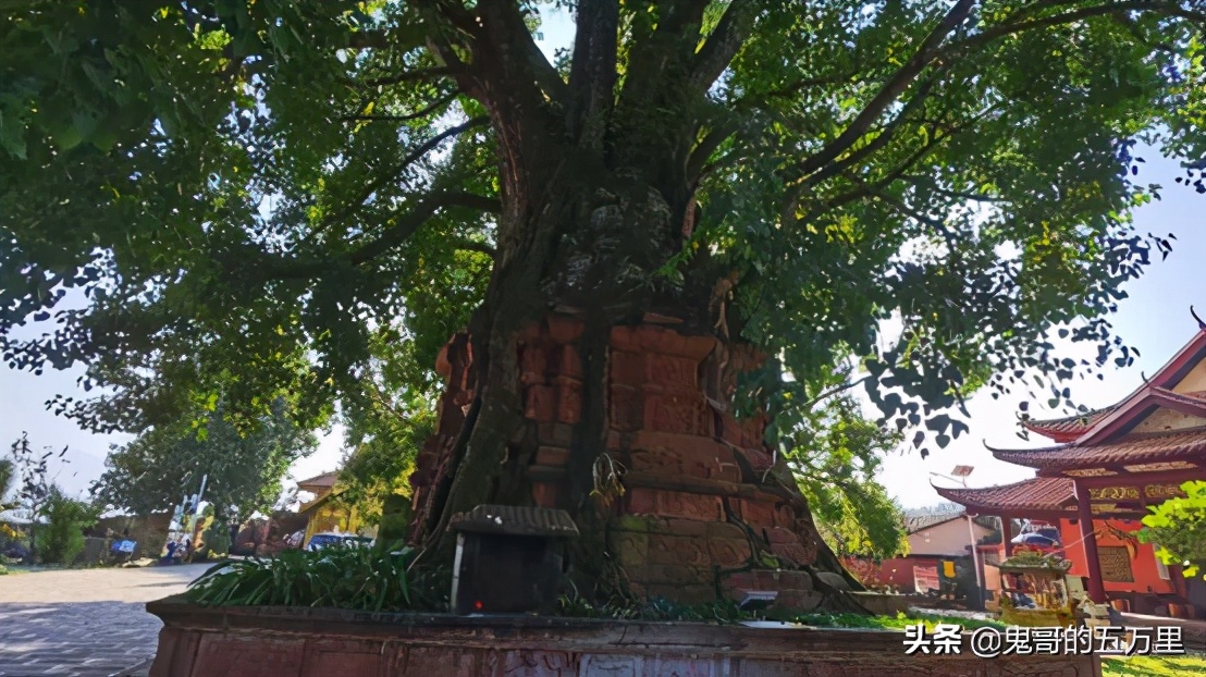 鬼哥的五万里D98骑记：树包塔包的是什么？（按板镇-景谷县）