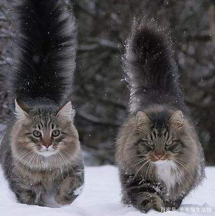 世界45种名犬图片大型犬,世界100种猫图片