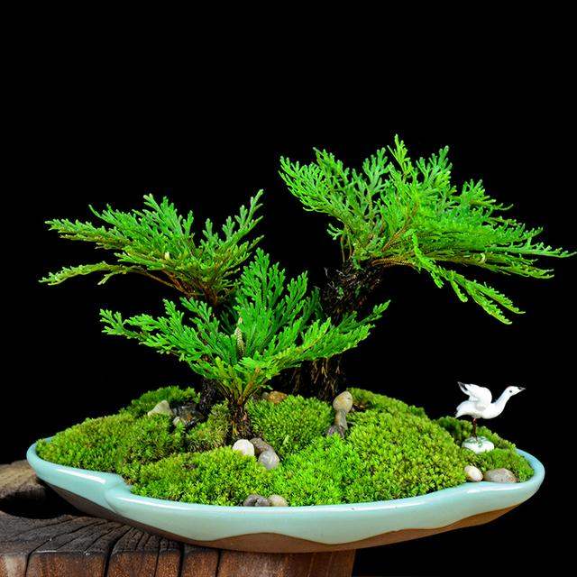 卷柏上盆后怎么浇水,卷柏浇水变绿的原因