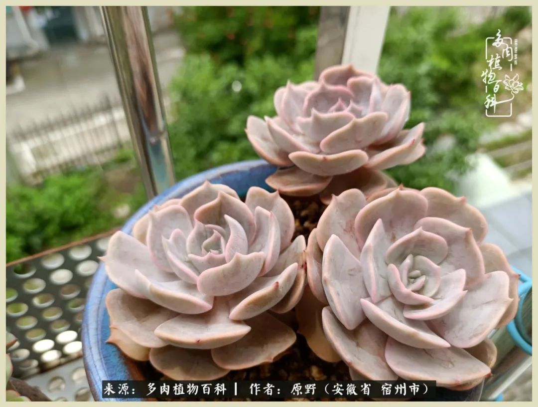 梅雨袭，酷暑至，多肉进入历劫季