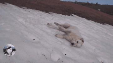 金毛自娱自乐嗨翻天,金毛社交行为