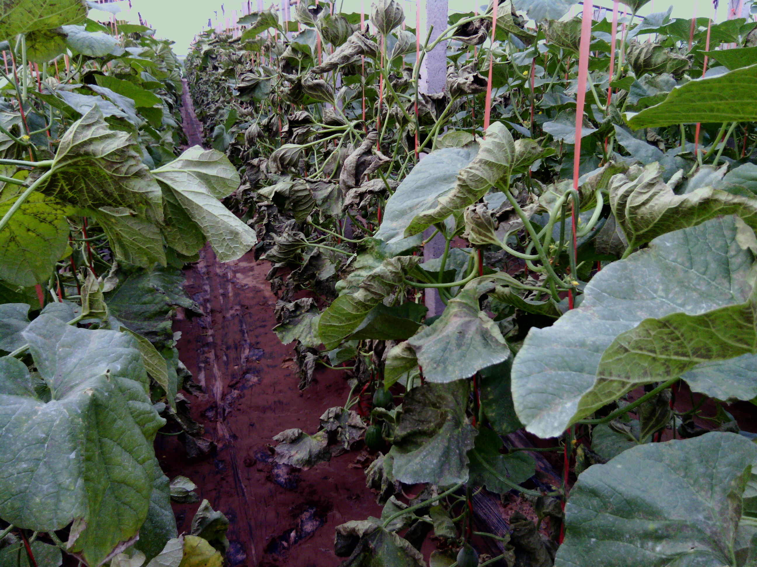 作物产生肥害的原因,叶面施肥肥害一般在多少天后发生