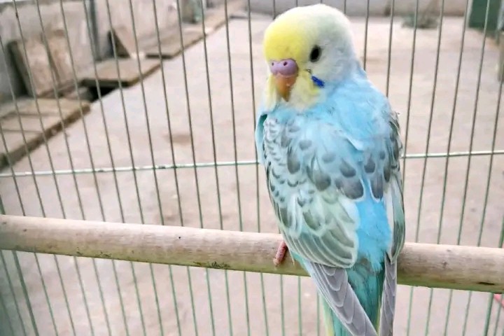 虎皮鹦鹉一共几种颜色,虎皮鹦鹉哪个品种最聪明