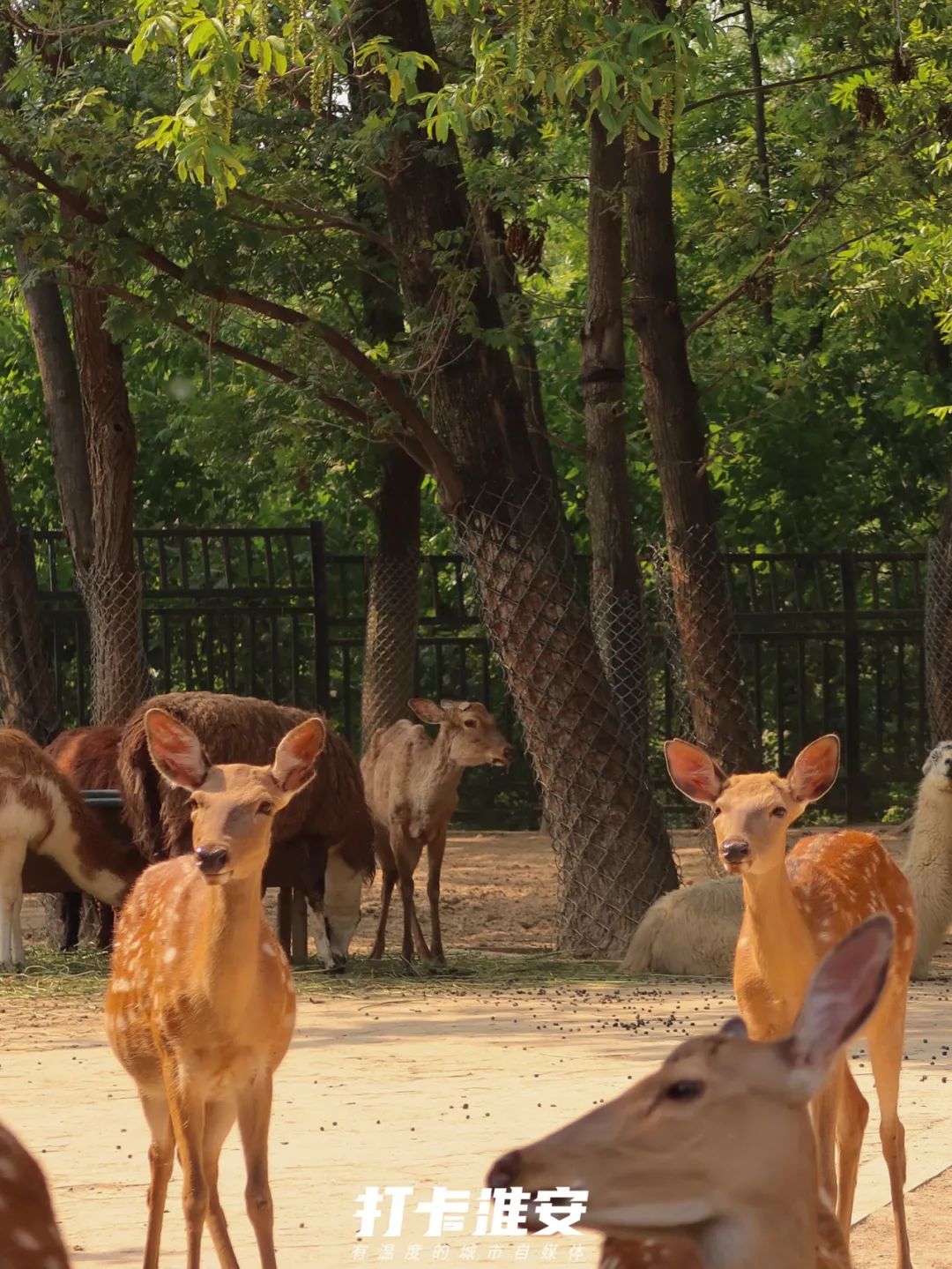 儿童节去儿童乐园,儿童节去公园玩