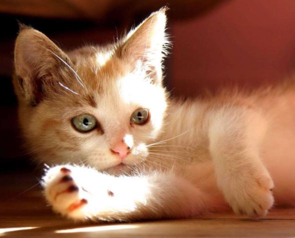 猫咪得了乳腺瘤怎么办,猫咪肿瘤要怎么治疗