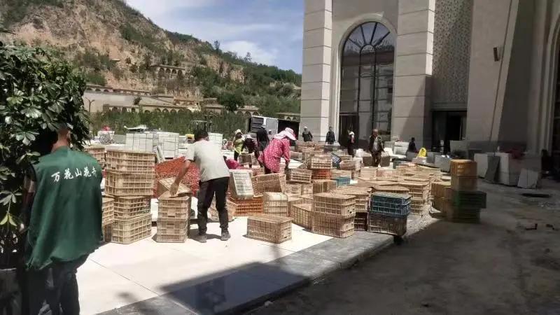 做好服务我们全力以赴,做好绿化养护工作