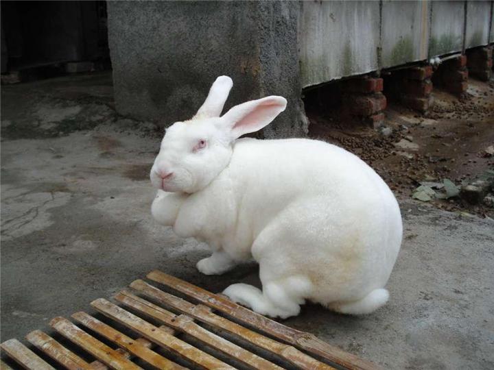 怎样提高养兔成活率,养獭兔和肉兔哪个效益好