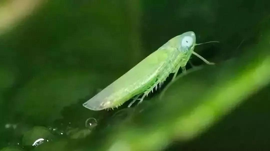 农药防控虫害有哪些方法,节瓜常见病虫害用什么农药防治