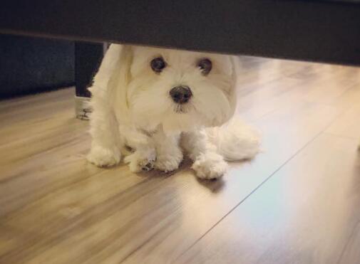 胆小的狗怎样让狗狗更自信胆大,狗狗胆小不出门还凶人怎么纠正