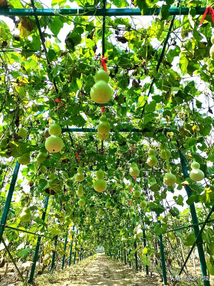 葫芦大观园视频,葫芦大观园开园