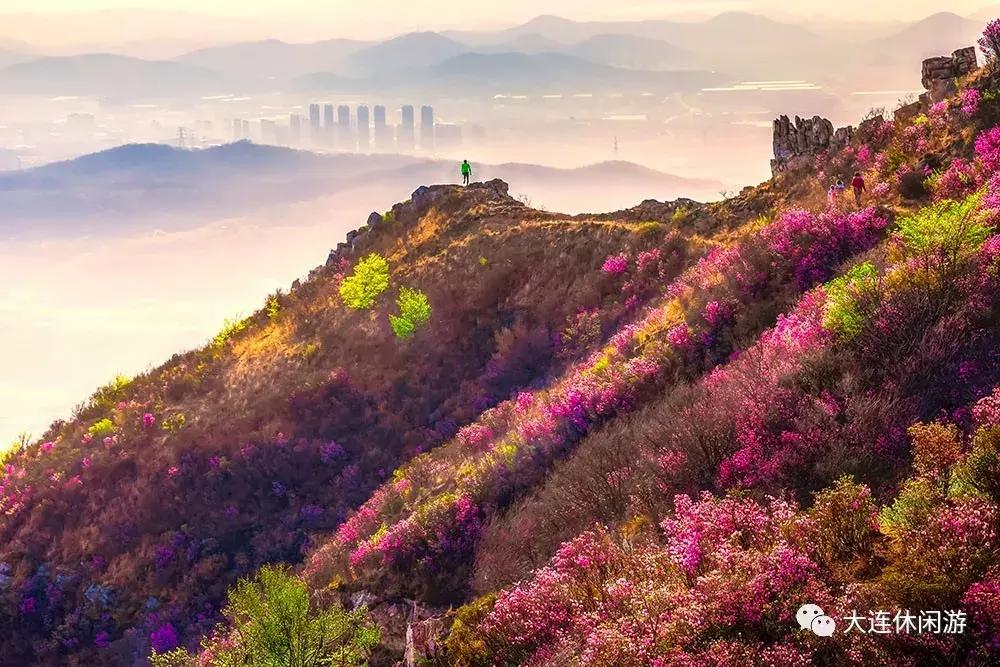 大连西山公园花海,大连郁金香花海