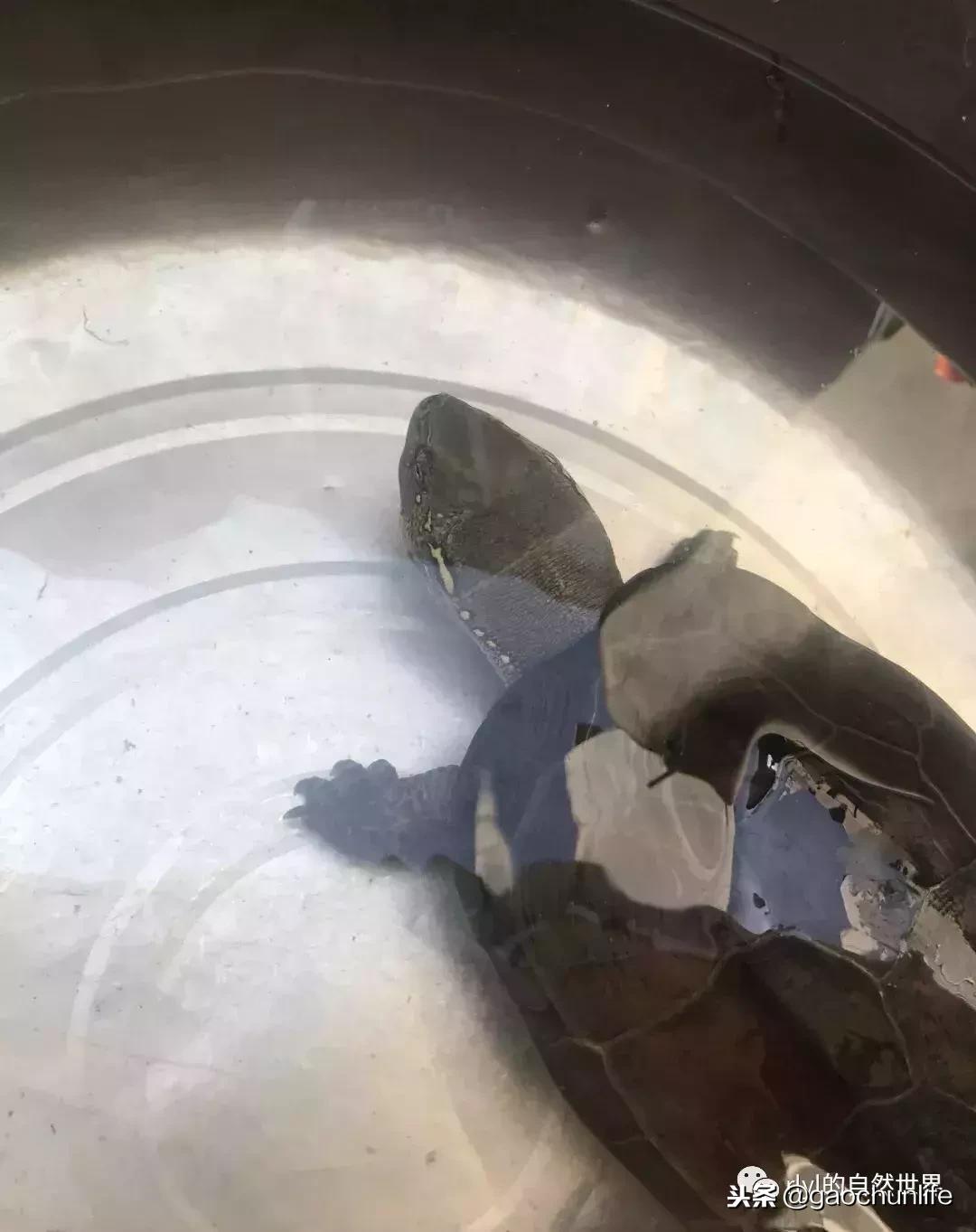 草龟难养,养草龟笔记