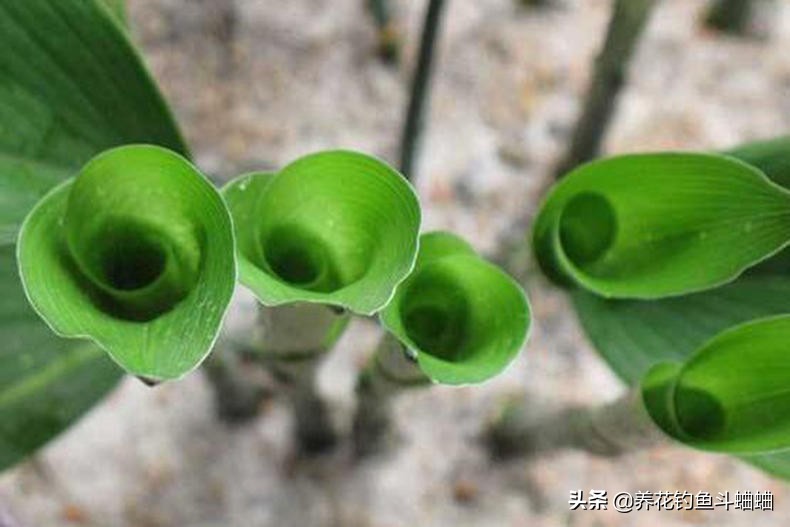 一叶兰不长叶子变黑怎么办,一叶兰不长原因