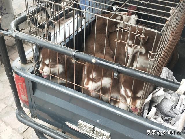 开封狗品种大全,开封狗市是中国最大的吗