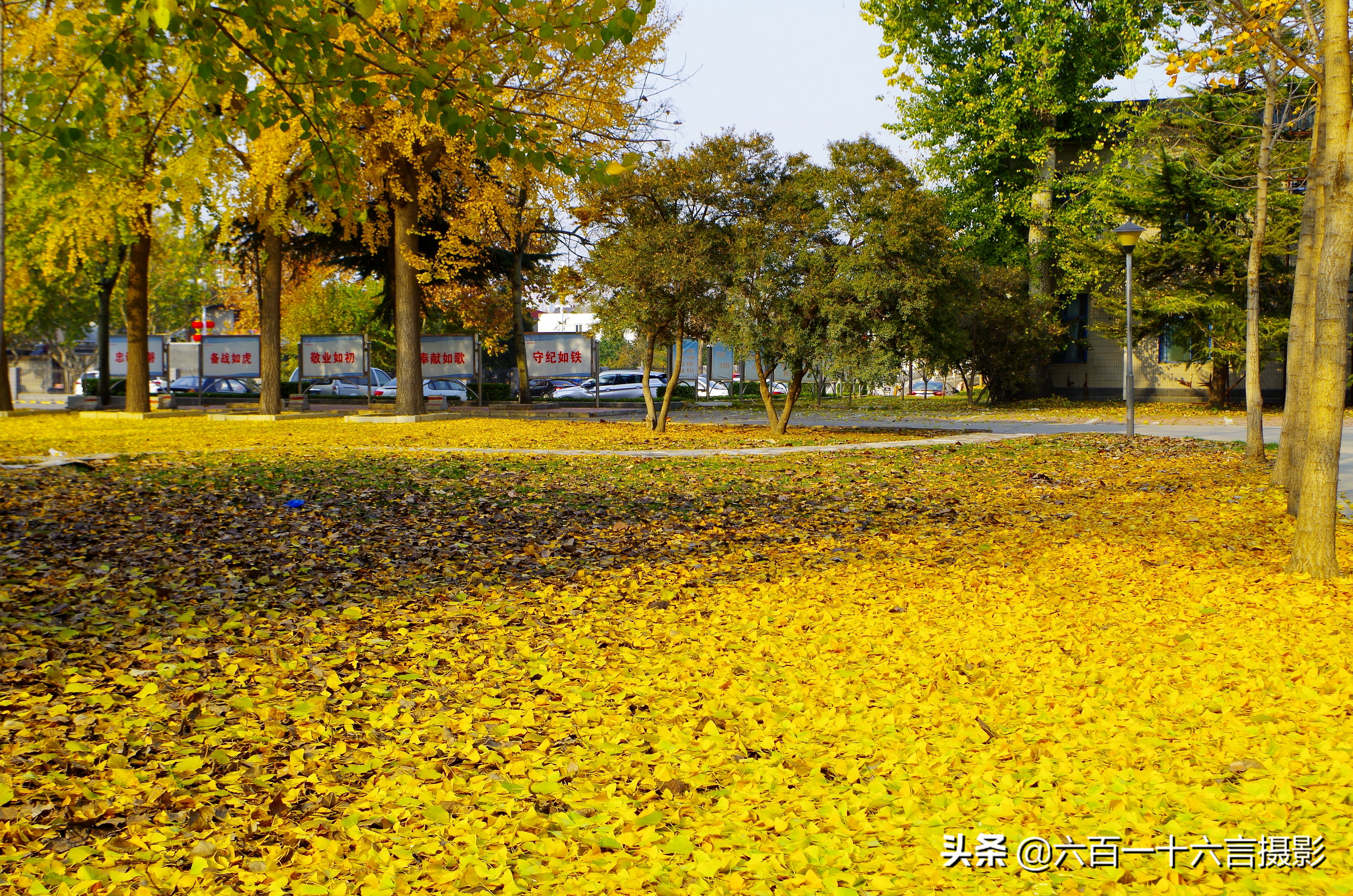 银杏哪里看最美附近,今年最后的银杏树