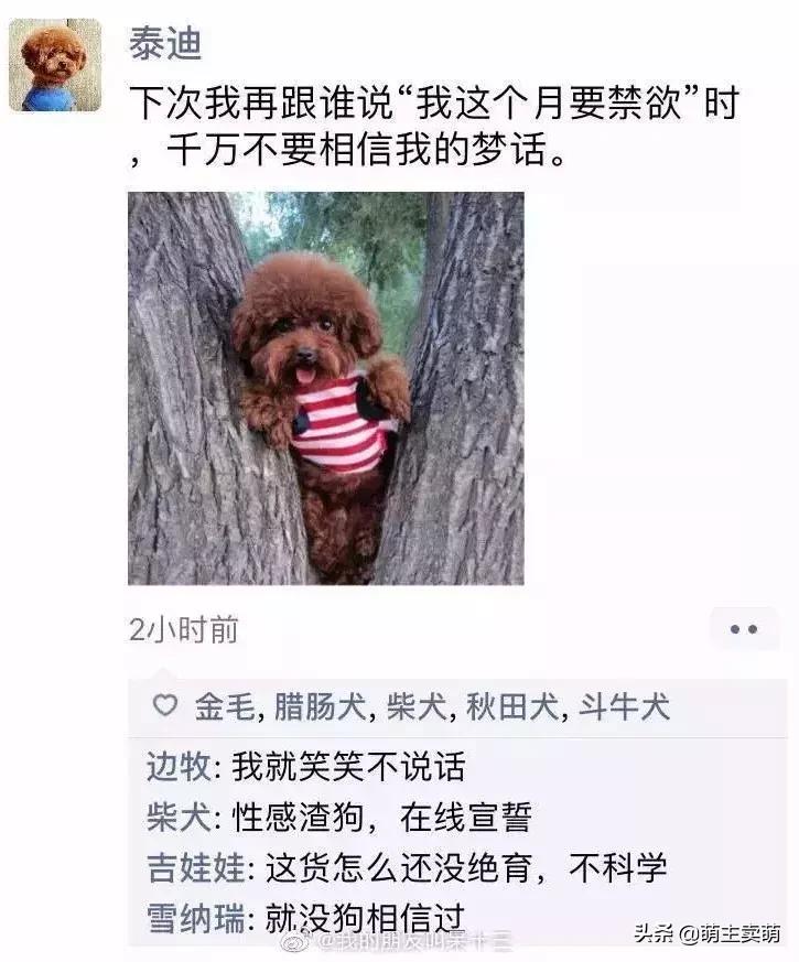 狗拟人化的性格,各种狗狗拟人化