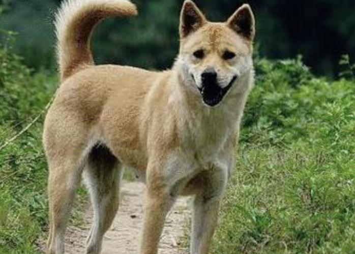 半夜鸟叫是在干啥,晚上乱叫有多可怕