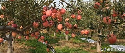 苹果树黄叶病是怎么引起的,苹果树黄叶病怎么办