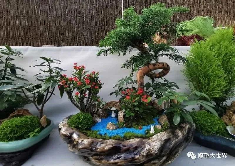 沈阳比较大的花卉市场,沈阳大东北最大花卉市场在哪里