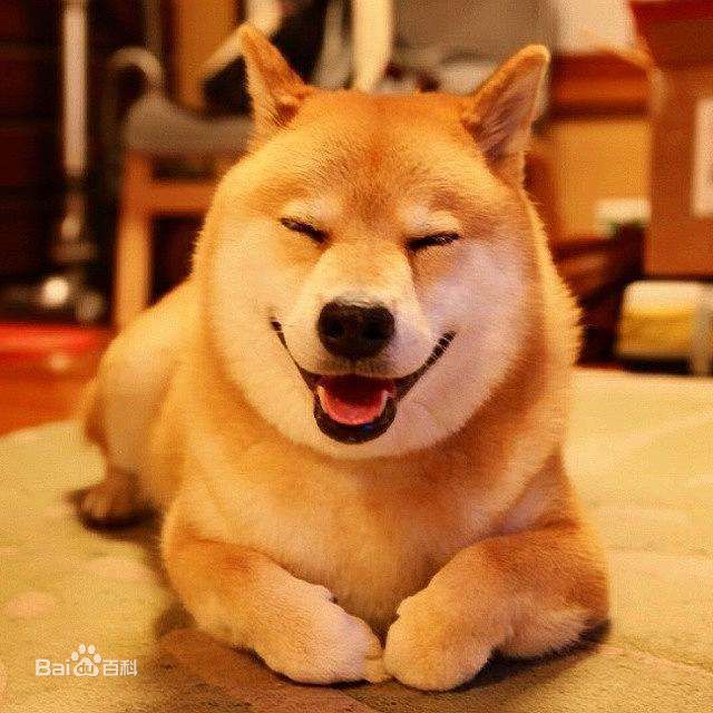 不掉毛无体味性格温顺的小型犬,宠物狗大全表