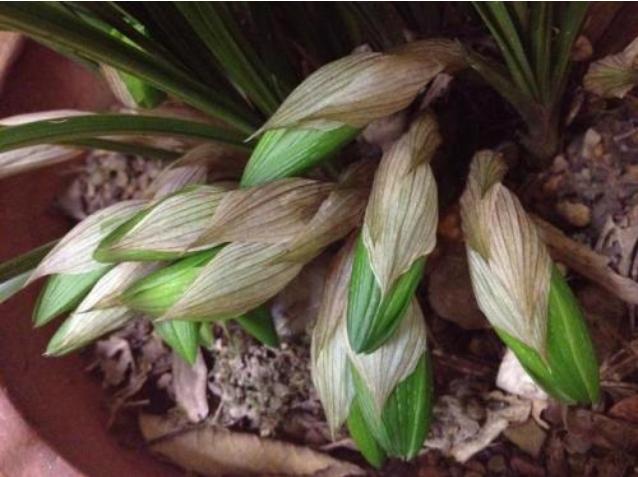 新上盆的兰花要套袋吗,兰花花芽分化期为什么要摘掉新芽