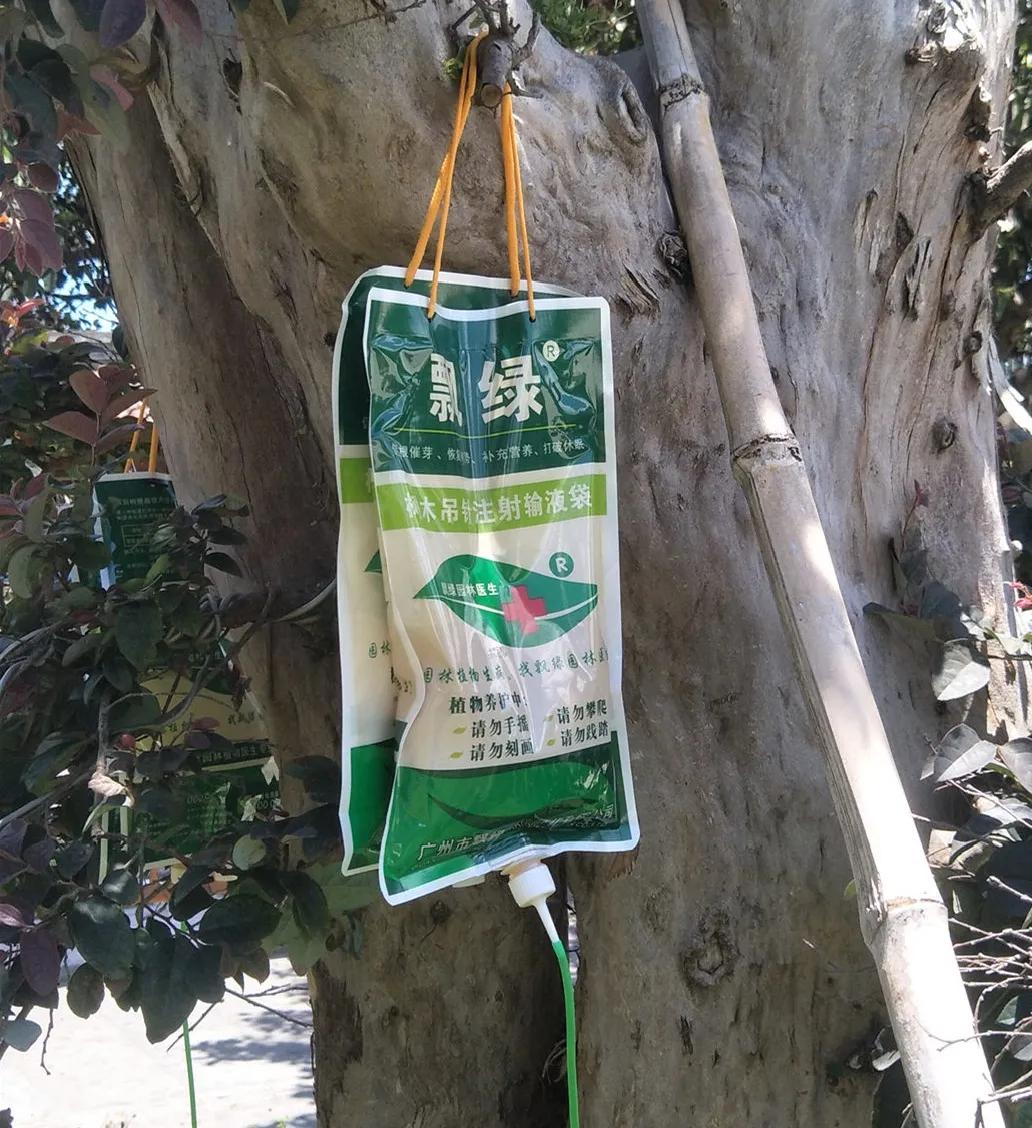 福建莆田公园有梧桐树吗,莆田的公园在哪里