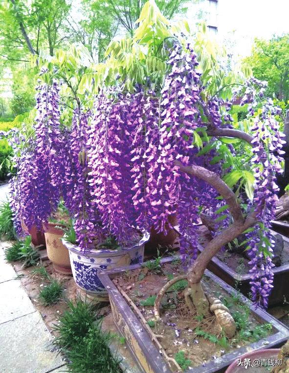 紫藤盆景修剪视频教程,紫藤盆景怎么制作