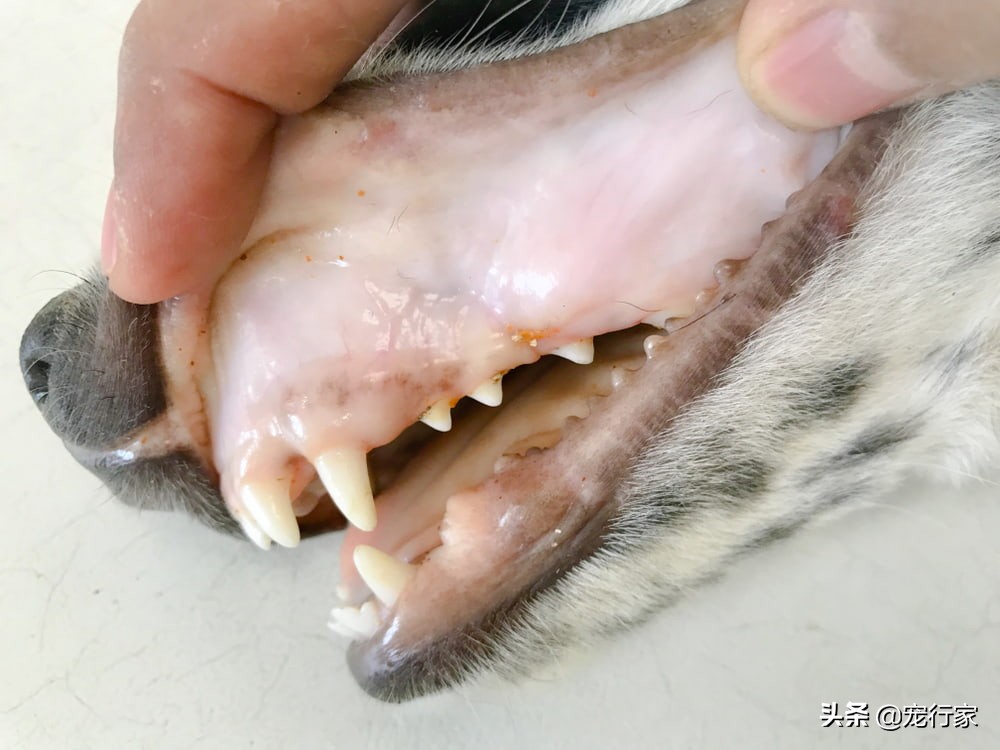 狗狗牙龈白是怎么治疗,狗狗牙齿黑是为什么