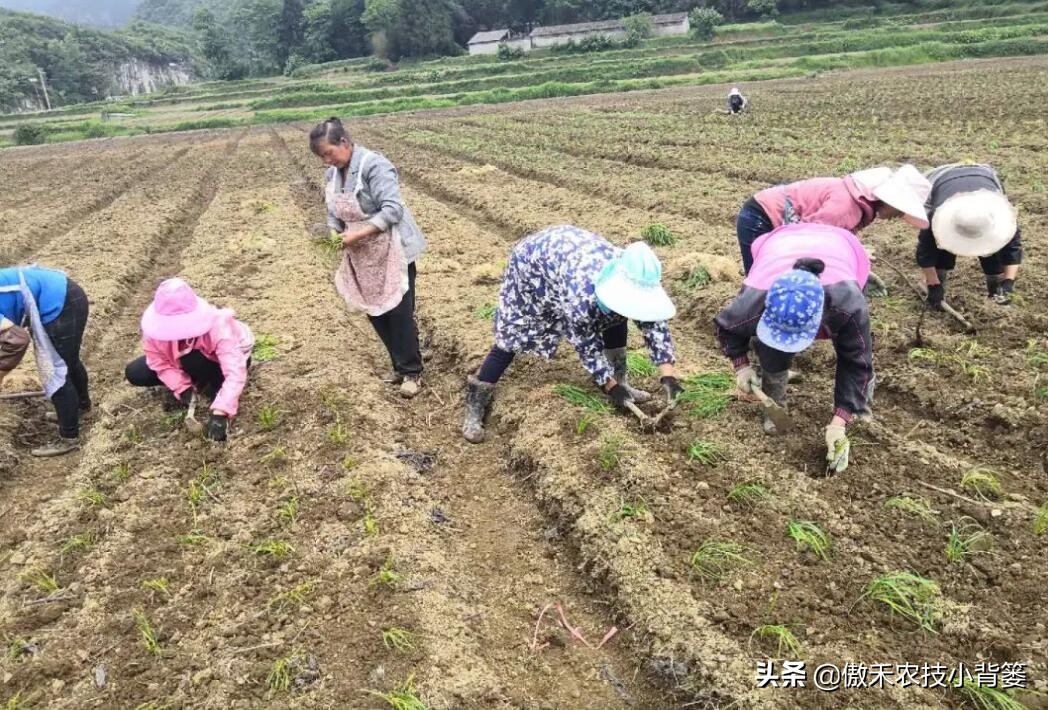 韭菜如何进行种子种植,韭菜播种方法和步骤