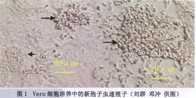 寄生虫|所有动物寄生虫大全临床诊断预防全在这里，收藏吧（图）