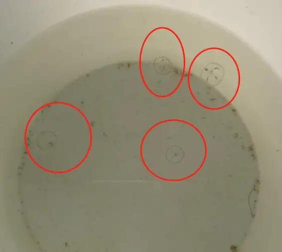 水中大熊猫桃花水母南通,成都发现水中大熊猫桃花水母