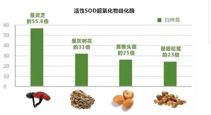 白桦茸真的好用么,白桦茸药用价值怎么样