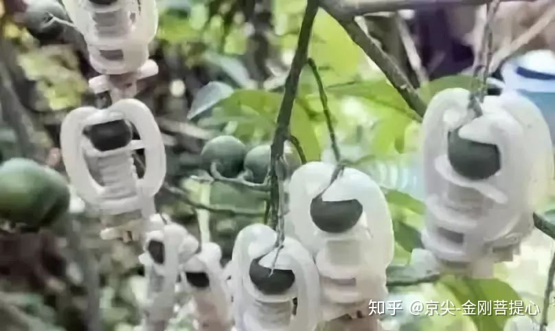 尼泊尔蜂窝菩提大金刚怎么盘 (尼泊尔大金刚怎么盘玩保养)