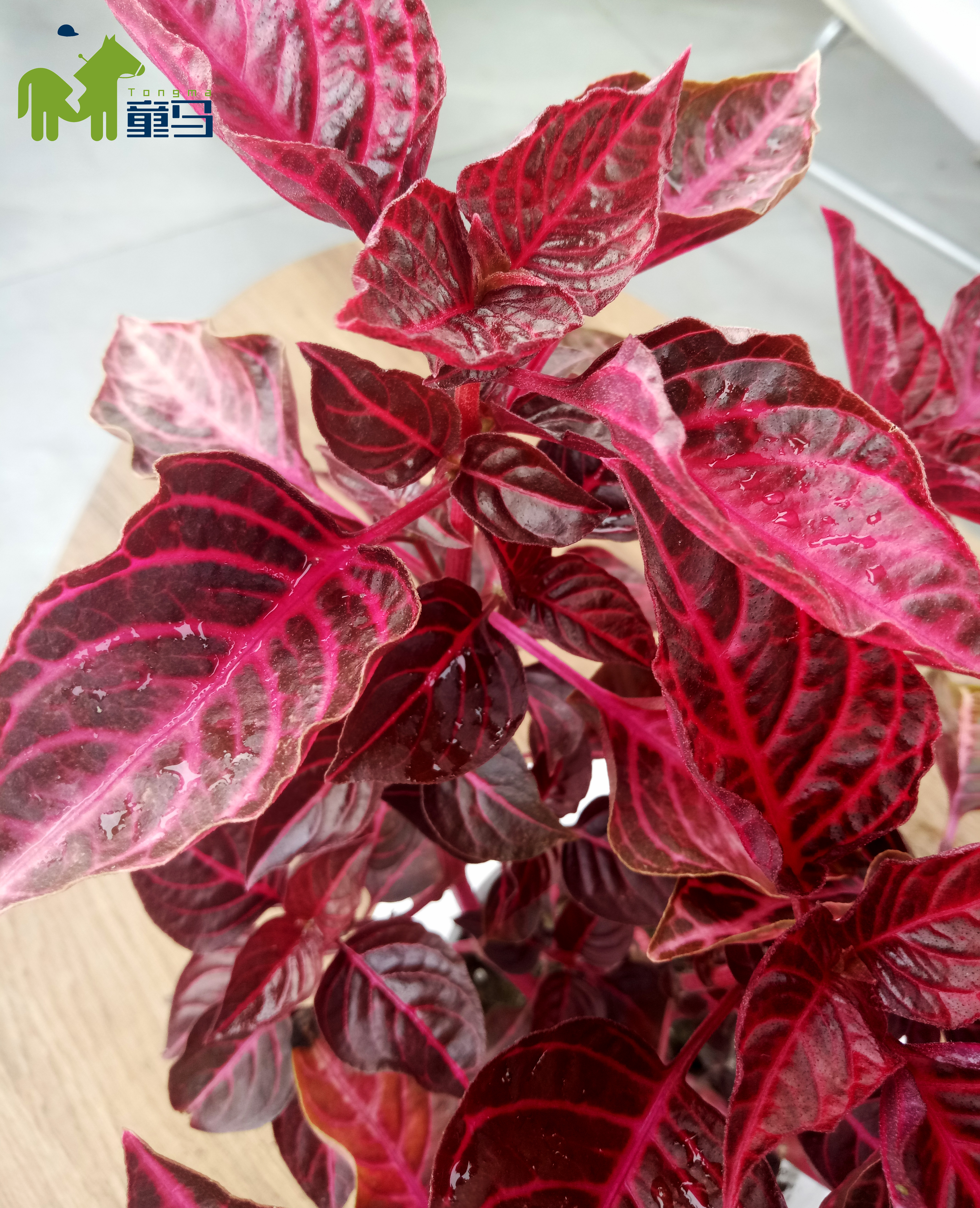 童马养殖方法和关注事项,童马植界沙漠玫瑰介绍