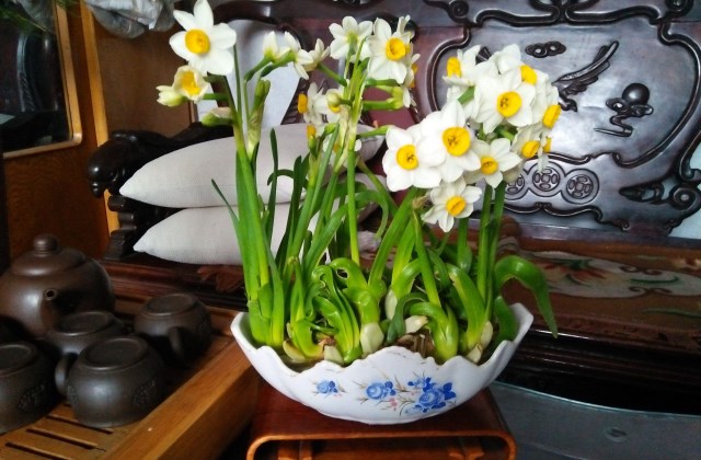 水仙发黄怎么处理,水仙发黄