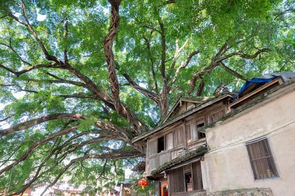 福建云水谣古村,福建云水谣古镇榕树