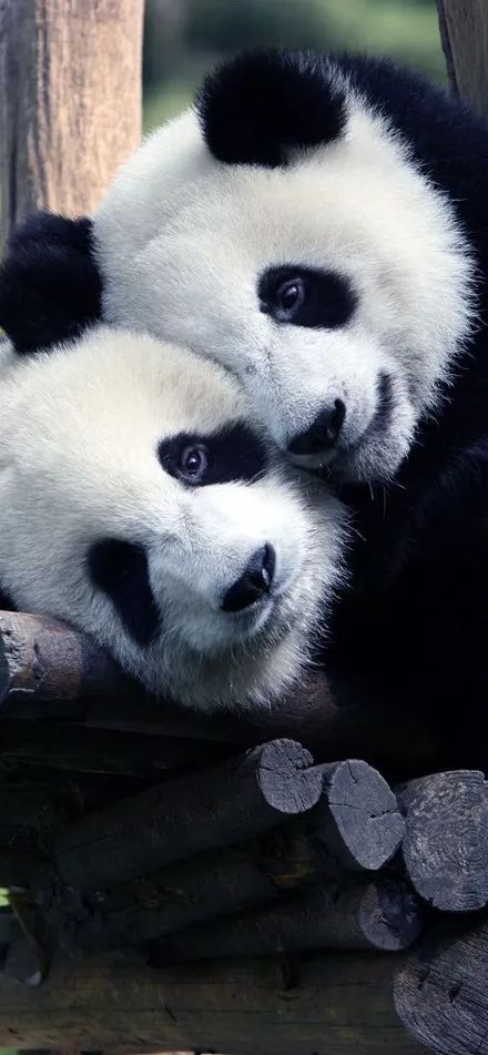 为什么全世界都喜欢大熊猫,世界各地的人们都爱好大熊猫英语