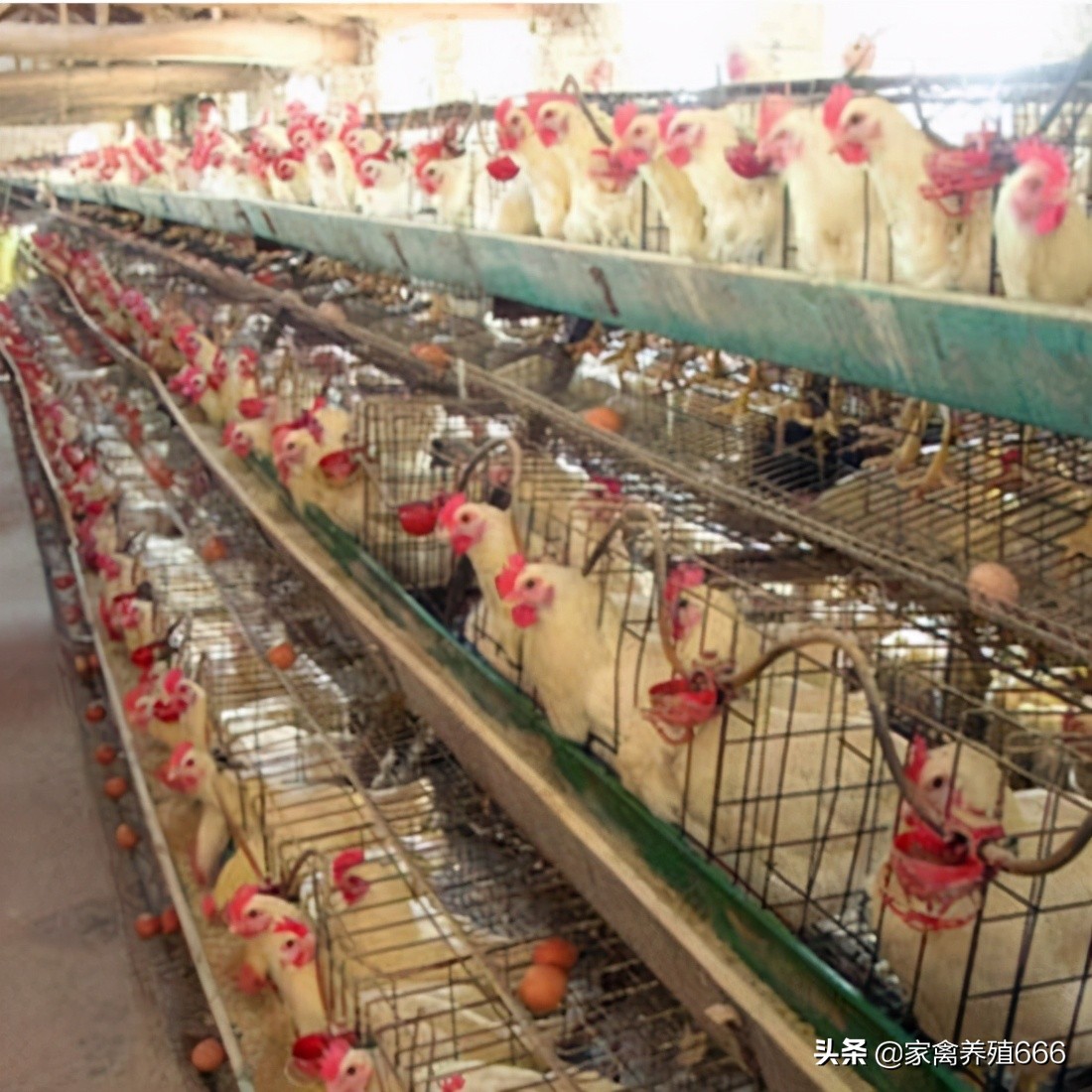 鸡肝破裂是什么原因,鸡肝病防治方法