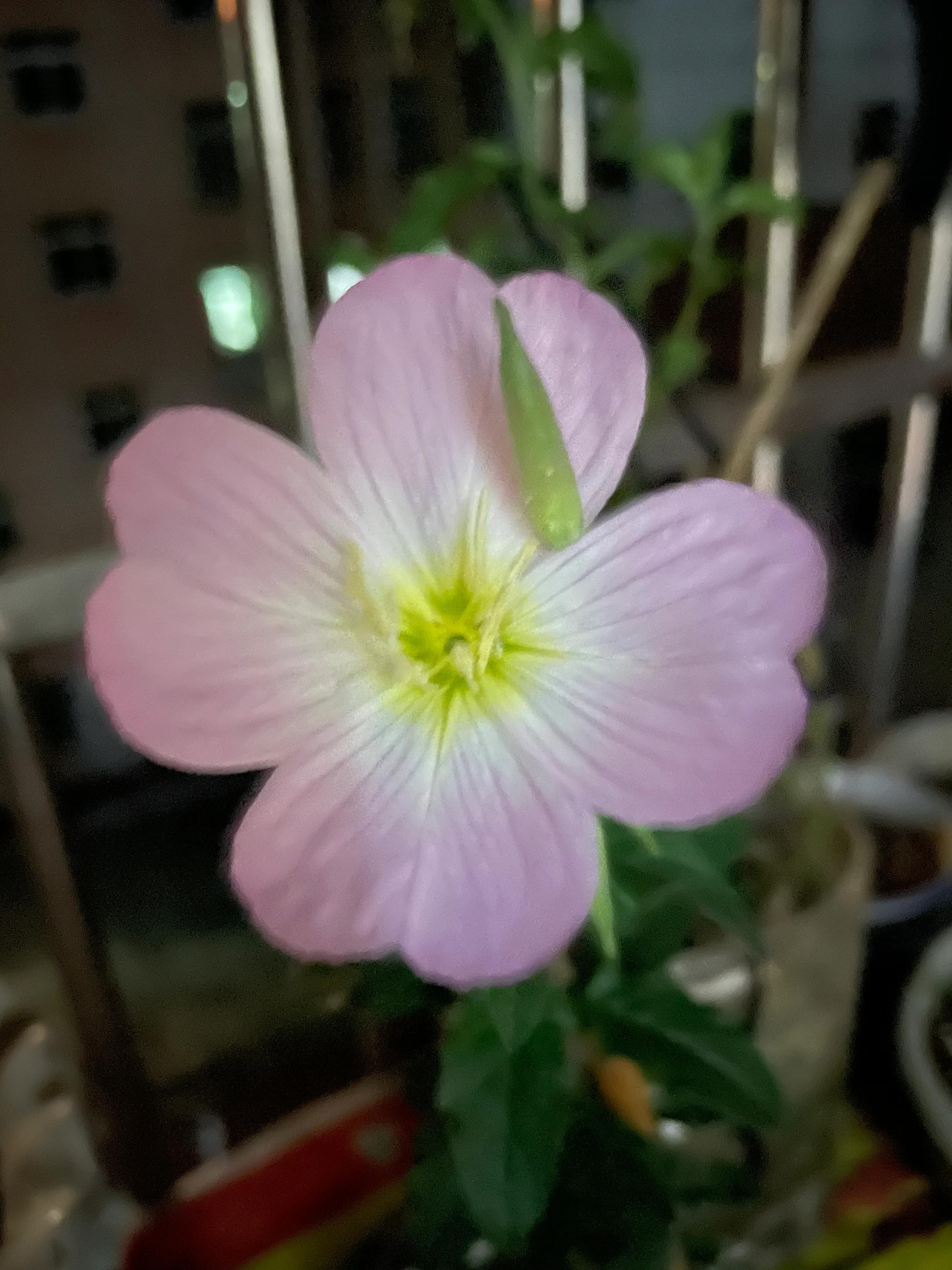 再听那些花儿,播放那些花儿
