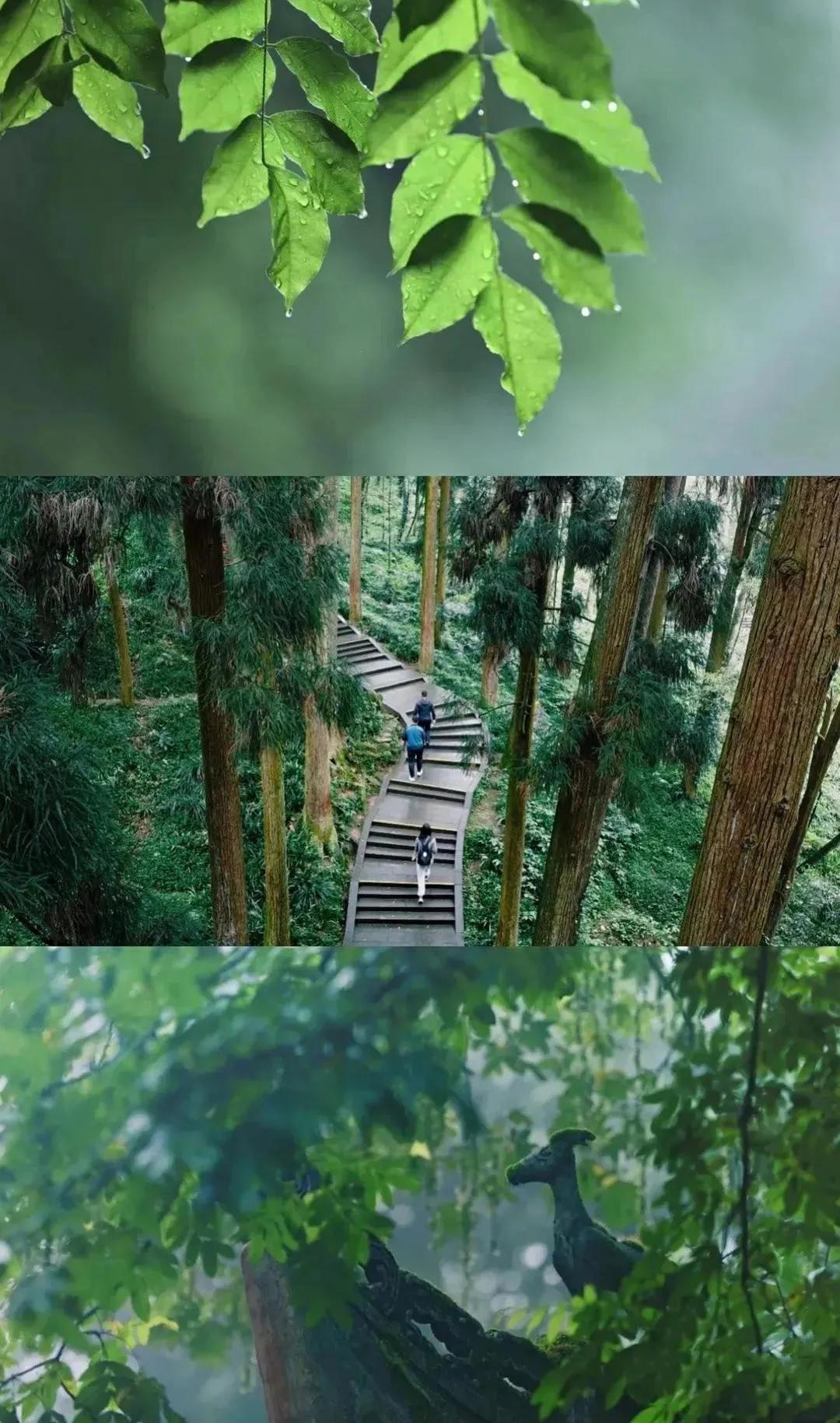 城市视察城市生活,都江堰城市特点