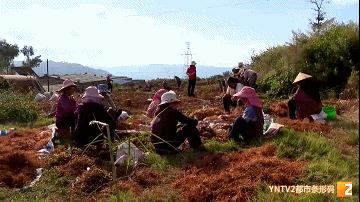 “靠山吃山，动点脑筋”，这里种植的品质上等白芨，刚成熟采收就被外地客商全部定购