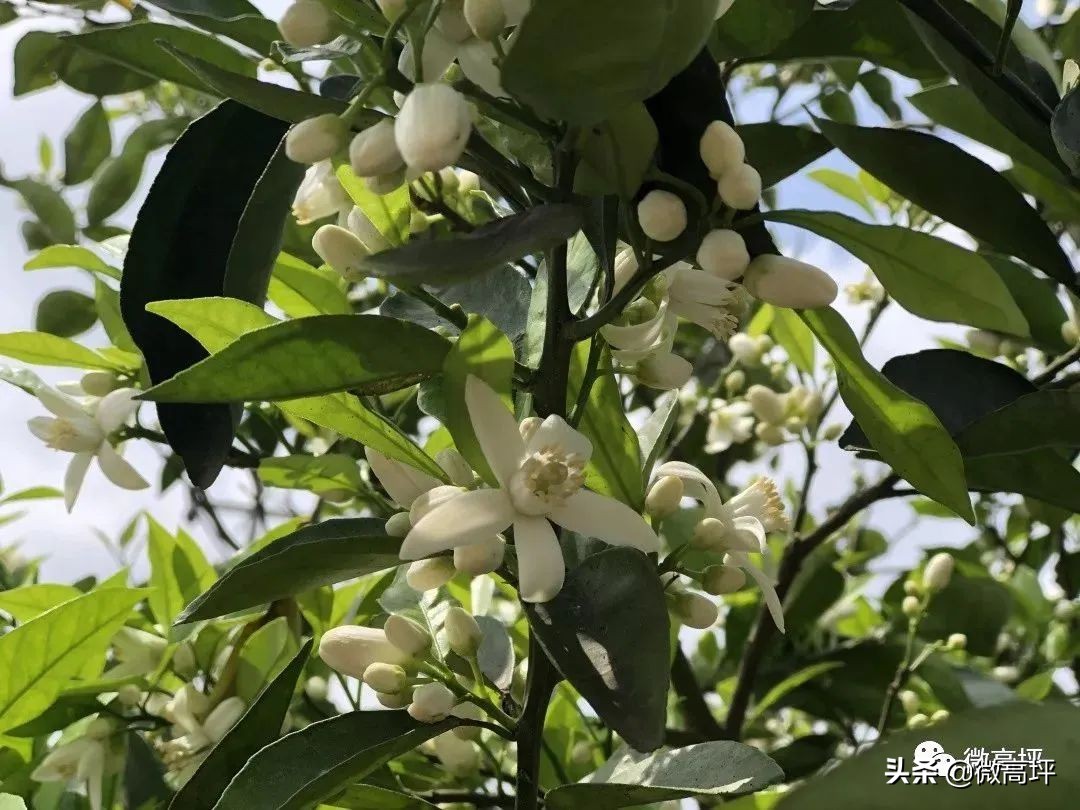 “橙”邀你来！赏橙花、溜滑道、摘樱桃，来高坪橙花节做最靓的崽儿···（内含超值福利）