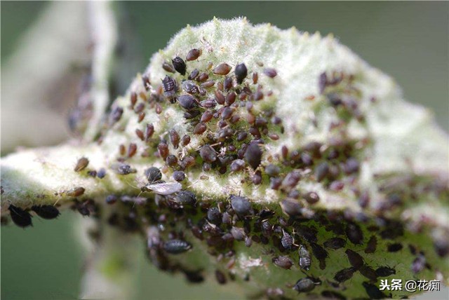 室内盆栽的蔬菜生虫怎么治,盆栽生虫怎么治疗