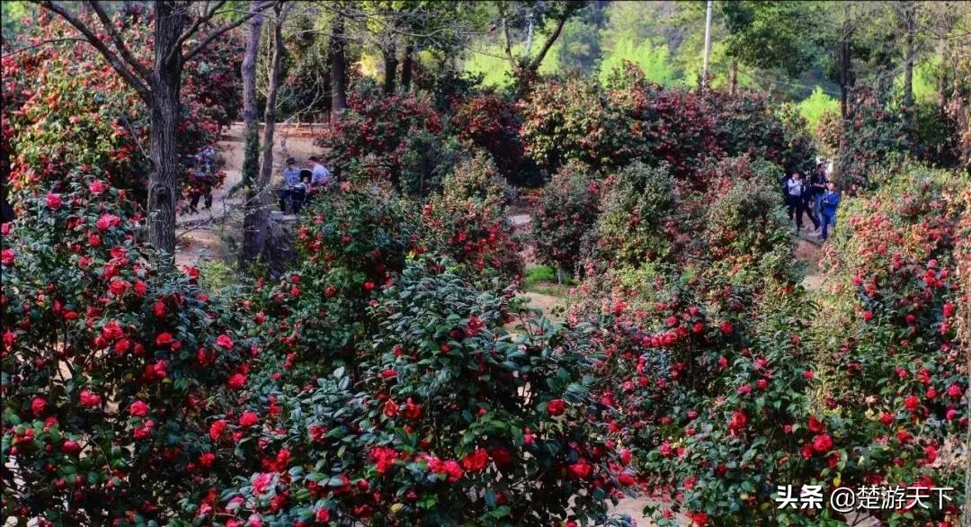 茶花盛开的地方有哪些,湖北有茶花吗