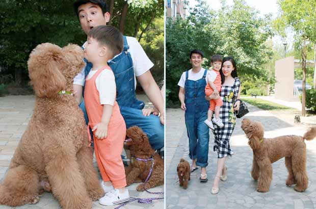 巨型贵宾犬真的很贵,巨型贵宾的价格