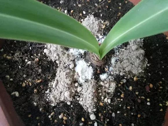 老花匠透露养花秘方,老花匠养花技术视频